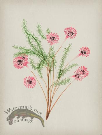 Andean Botanicals 021